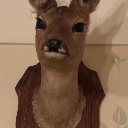 T&ecirc;te de chevrette