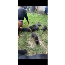 Chien courant de Transylvanie