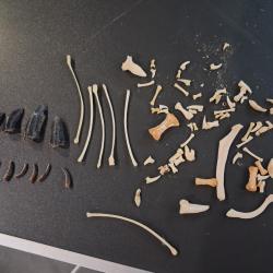 Lot d'os, dents, griffes de wallaby #LOS(12)