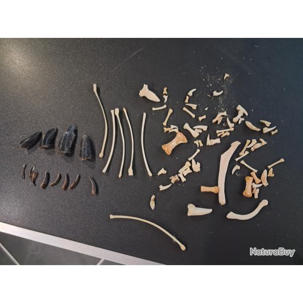 Lot d'os, dents, griffes de wallaby #LOS(12)
