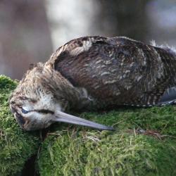 Chasse &agrave; la b&eacute;casse en &Eacute;cosse dans le Perthshire, 3 jours