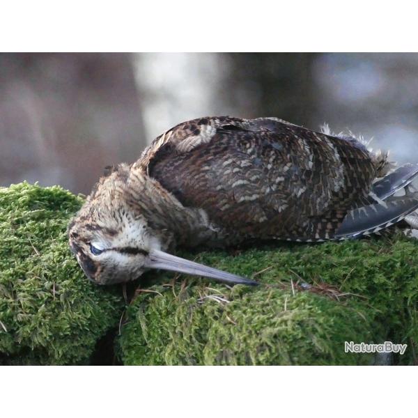 Chasse � la b�casse en �cosse dans le Perthshire, 3 jours