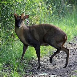 Chasse au muntjac et &agrave; l'hydropote en Angleterre, 4 animaux inclus