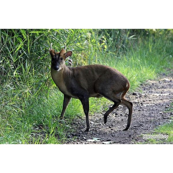 Chasse au muntjac et � l'hydropote en Angleterre, 4 animaux inclus
