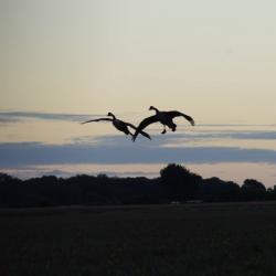 Chasse aux oies et canards en Ecosse aux Orcades