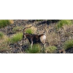 Chasse &agrave; l'ibex Sierra Nevada en Espagne, 3 jours