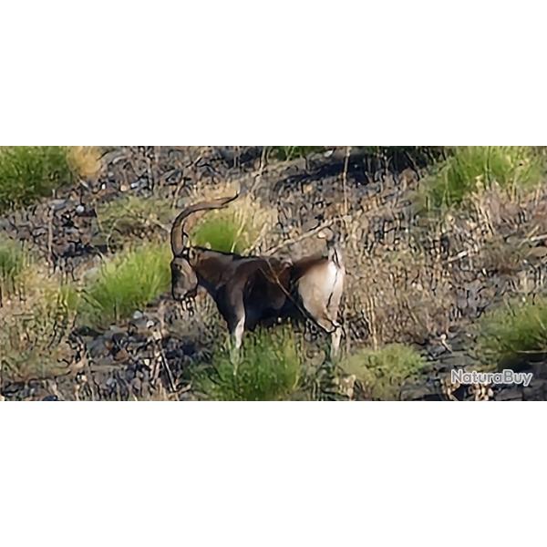 Chasse � l'ibex Sierra Nevada en Espagne, 3 jours