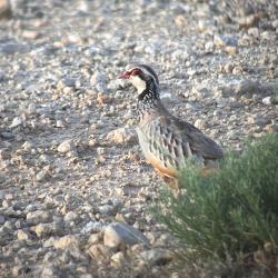 Chasse au lapin au furet et perdreau en Aragon, 3 jours