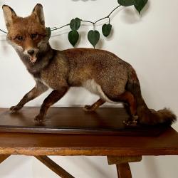 Renard naturalis&eacute;