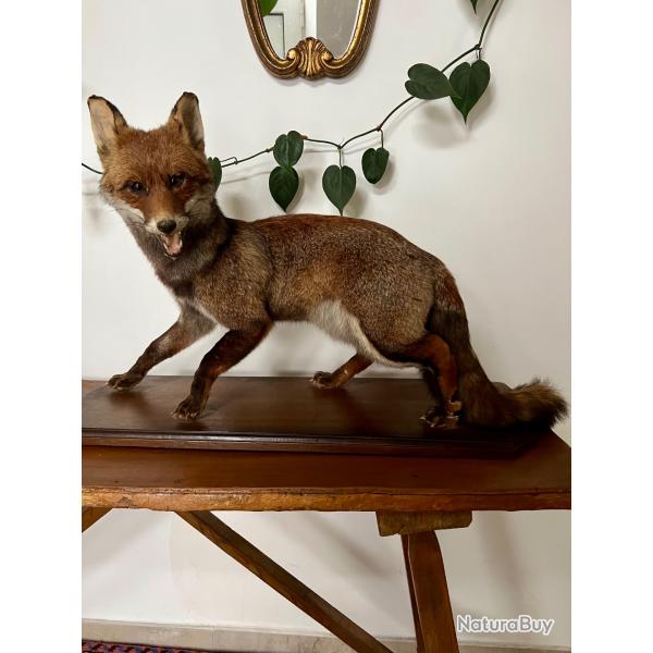 Renard naturalis�