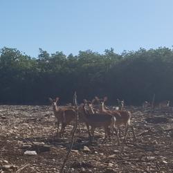 Chasse action au grand gibier en enclos