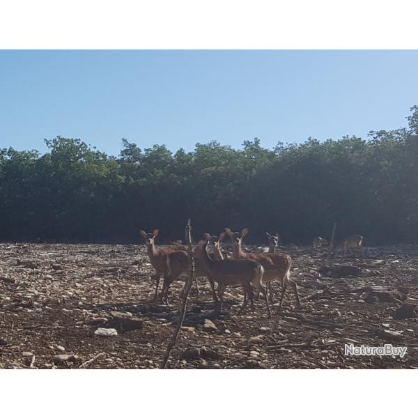 Chasse action au grand gibier en enclos