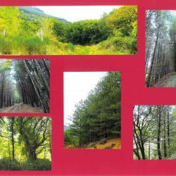 56,3704 ha - FOR&Ecirc;T DE FAVEYROLLES - ( 34 ) H&Eacute;RAULT