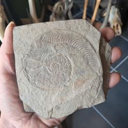 Ammonite #0709(5)