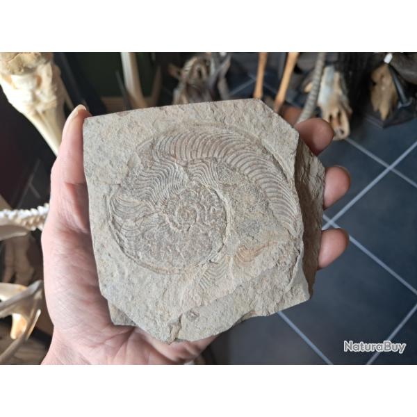 Ammonite #0709(5)