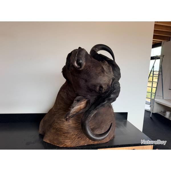 tete de bufle naturalis�e