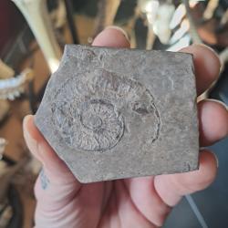 Ammonite #0709(4)