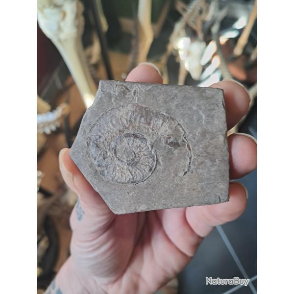 Ammonite #0709(4)