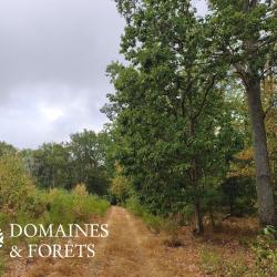 For&ecirc;t d'avenir dans le Loir-et-Cher d'environ 59 hectares DF-2016-A