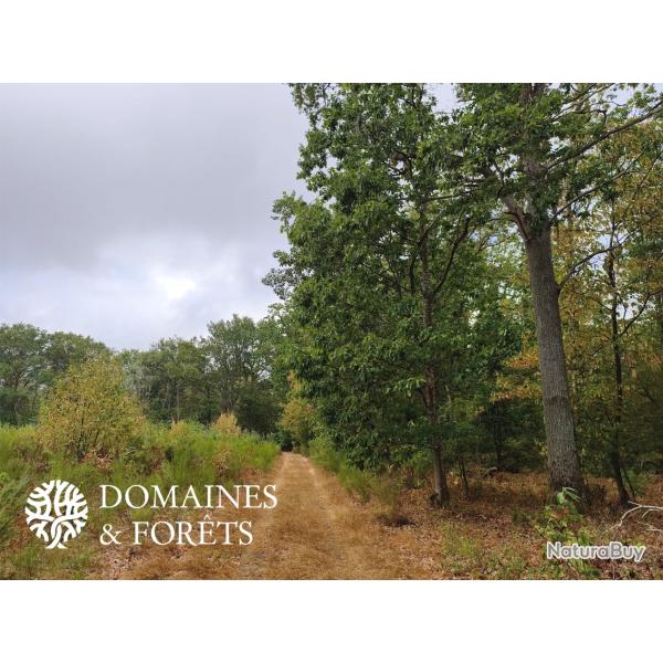 For�t d'avenir dans le Loir-et-Cher d'environ 59 hectares DF-2016-A