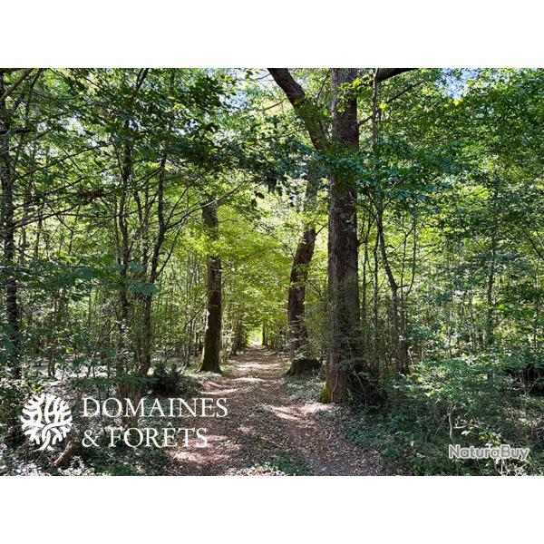 Propri�t� Foresti�re d'environ 62 Hectares dans le Loir-et-Cher DF-2017-A