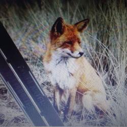 APPEAU RENARD MAINS LIBRE