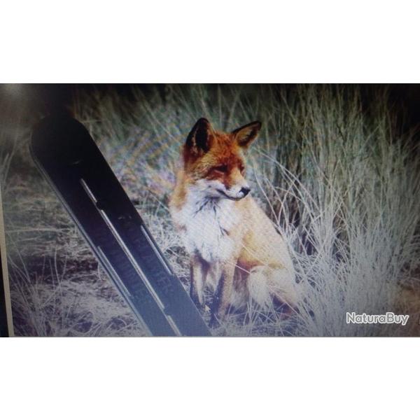APPEAU RENARD MAINS LIBRE