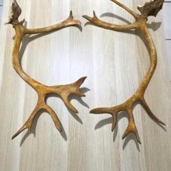 Paire de bois de Renne avec pivot