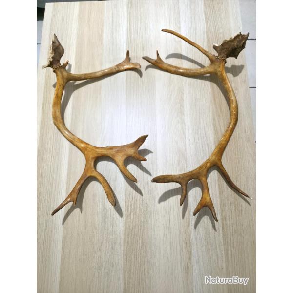 Paire de bois de Renne avec pivot