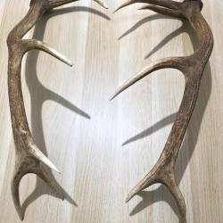 Paire de bois de Cerf
