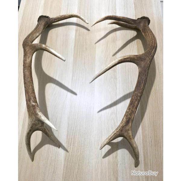 Paire de bois de Cerf