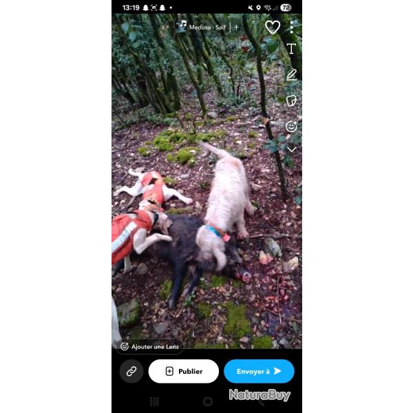 Chien griffon vend�en
