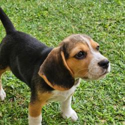 CHIOTS BEAGLE LOF