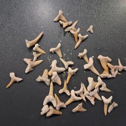Lot de 50 fossiles de dents de requins #L18R(7)
