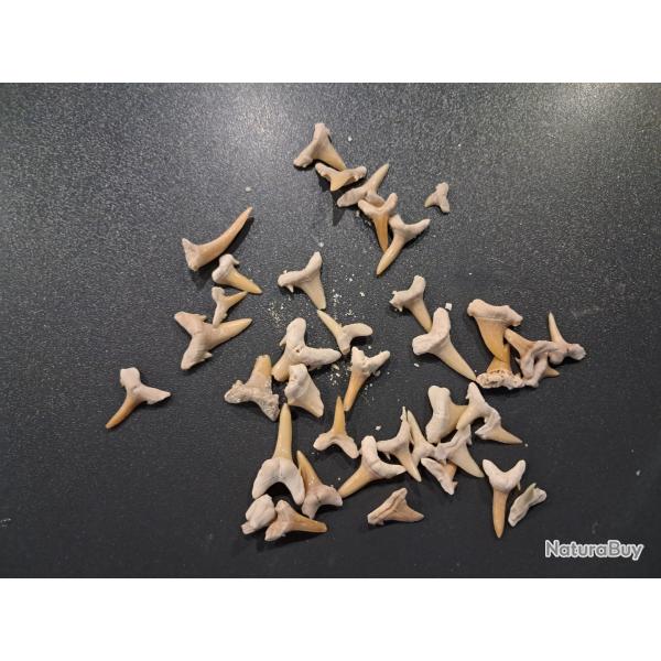 Lot de 50 fossiles de dents de requins #L18R(7)
