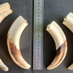Gr&eacute;s de phacoch&egrave;re