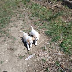 chiots grand griffon vend&eacute;en