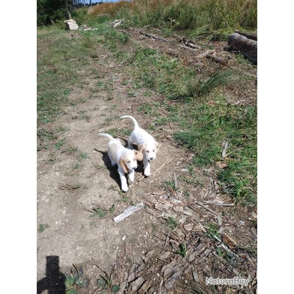 chiots grand griffon vend�en