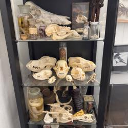 Collection cabinet de curiosit&eacute;s