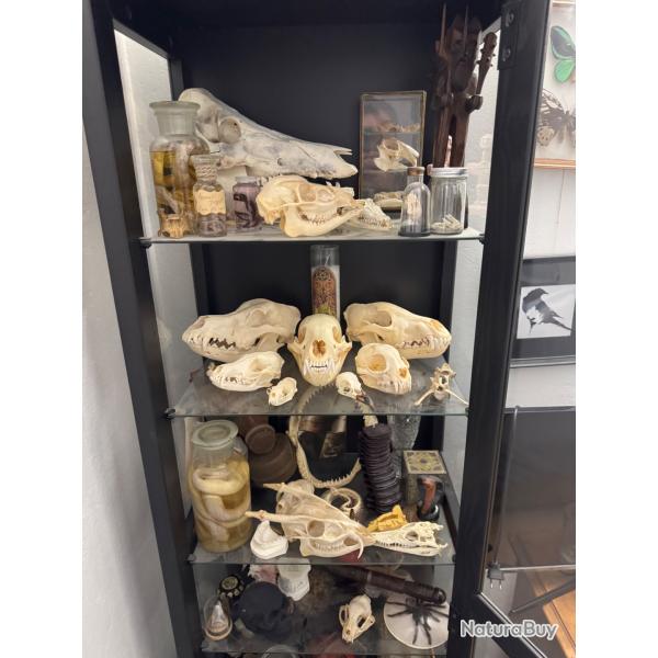Collection cabinet de curiosit�s