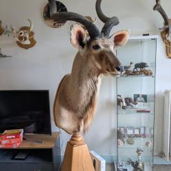 Magnifique troph&eacute;e Grand Koudou - Cornes 1,04 m - Taxidermie - Socle ch&ecirc;ne massif