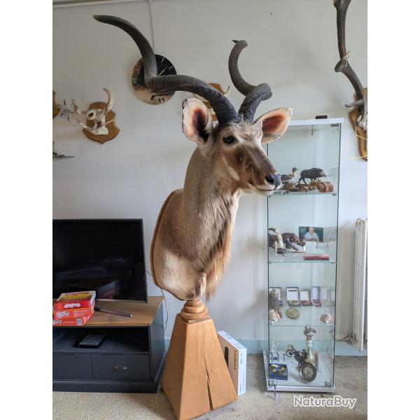 Magnifique troph�e Grand Koudou - Cornes 1,04 m - Taxidermie - Socle ch�ne massif