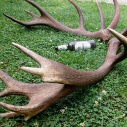 Enorme - tr&egrave;s &eacute;paisse paire de mue de cerf - 7000 grs - 97 cms et 92 cms - 18 cors