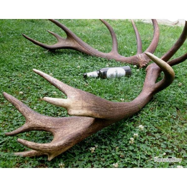 Enorme - tr�s �paisse paire de mue de cerf - 7000 grs - 97 cms et 92 cms - 18 cors