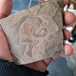 Ammonite #0709(6)