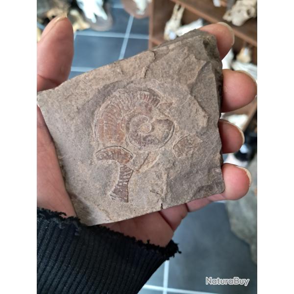 Ammonite #0709(6)
