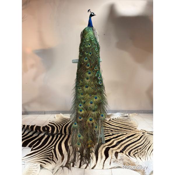 Paon naturalis�