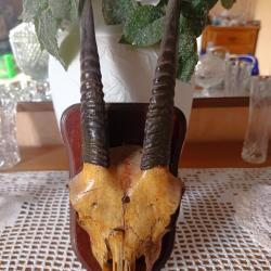 Troph&eacute;e de chasse gazelle d'apr&egrave;s mes sources
