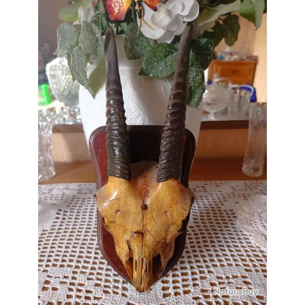 Troph�e de chasse gazelle d'apr�s mes sources