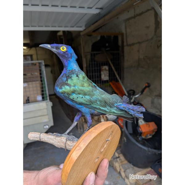 Choucador pourpr� naturalis� - Belle pi�ce de collection